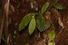 Fieldia australis
