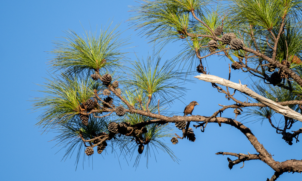 Thông ba lá – Pinus kesiya