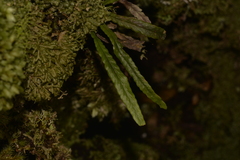 Grammitis stenophylla