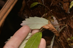 Fieldia australis
