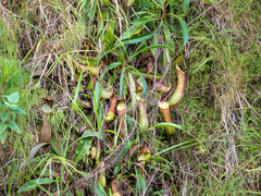 Nepenthes alata