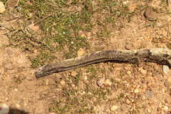 Crotalus tzabcan