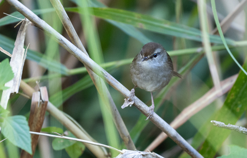 Philippine Bush Warbler (Horornis seebohmi), photo 6