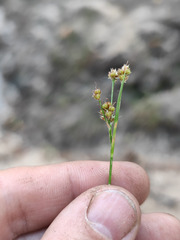 Luzula pallescens