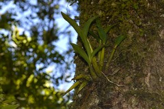 Dendrobium falcorostrum
