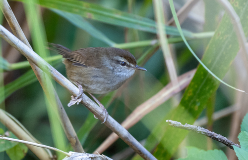 Philippine Bush Warbler (Horornis seebohmi), photo 4