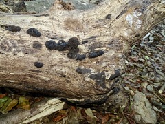 Kretzschmaria deusta