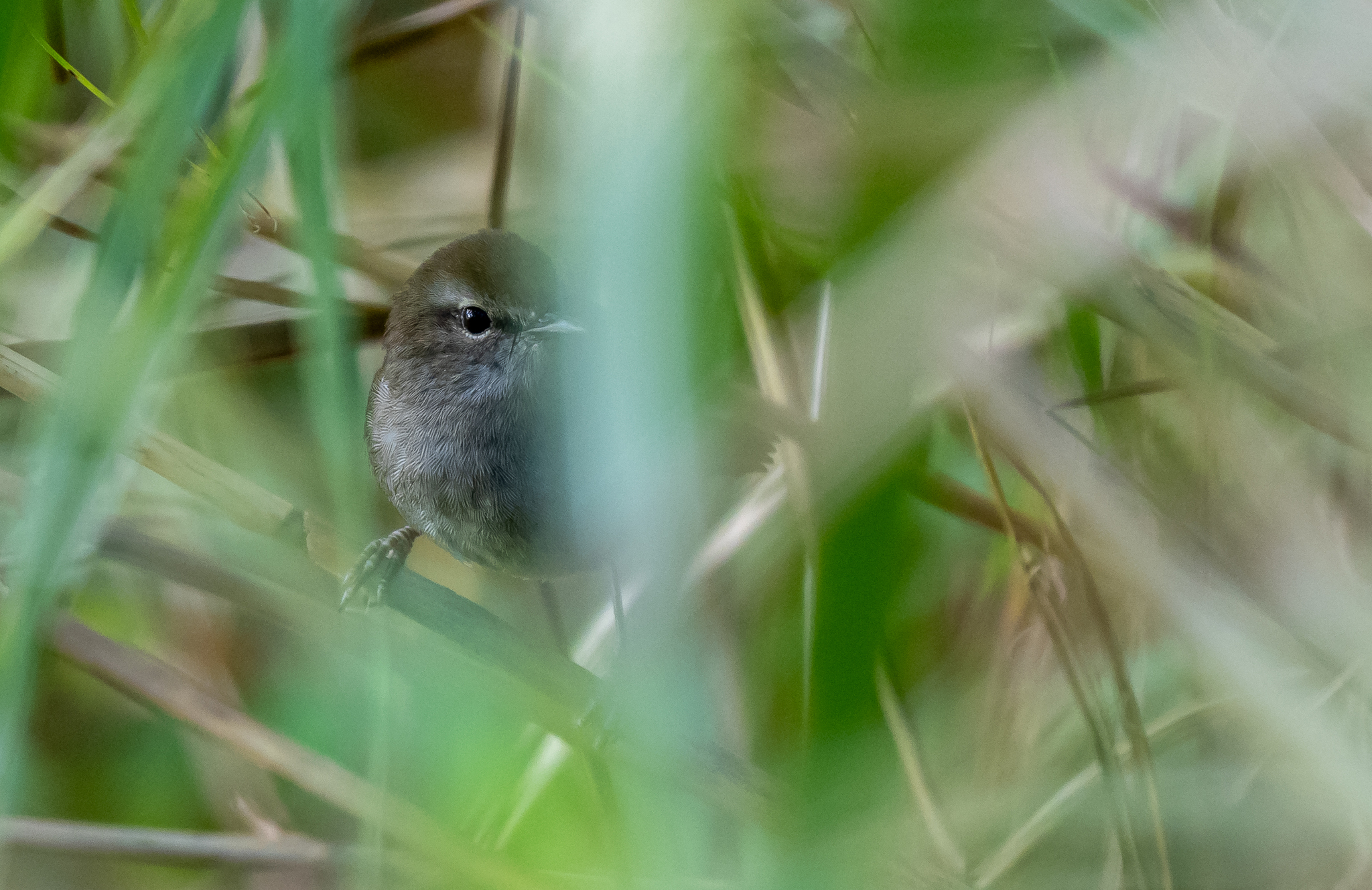 Philippine Bush Warbler (Horornis seebohmi), photo 5