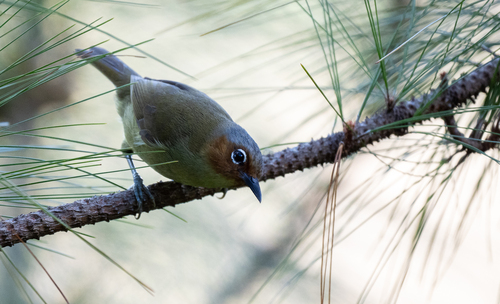 Chestnut-faced Babbler (Zosterornis whiteheadi), photo 3