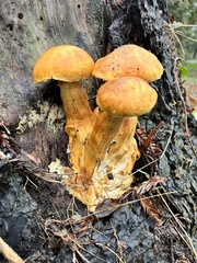 Gymnopilus ventricosus