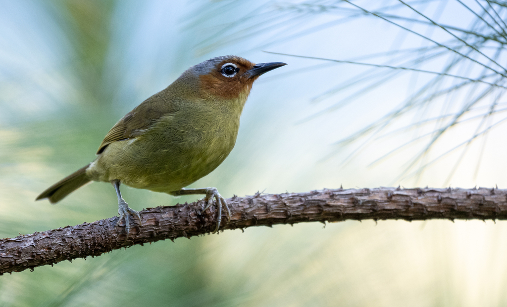 Chestnut-faced Babbler