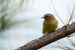 Zosterornis whiteheadi