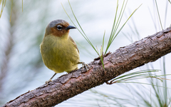 Zosterornis whiteheadi