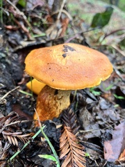 Gymnopilus ventricosus