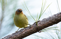 Zosterornis whiteheadi