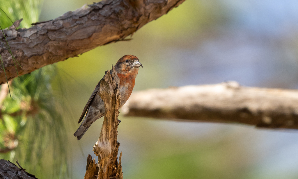 Red Crossbill