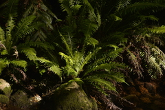 Blechnum nudum