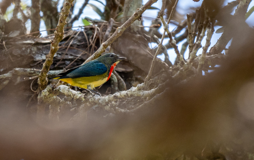 Fire-throated Flowerpecker (Dicaeum luzoniense), photo 2
