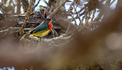 Fire-throated Flowerpecker (Dicaeum luzoniense), photo 7