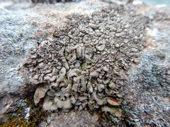 Dermatocarpon luridum