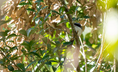 Lanius validirostris