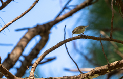 Phylloscopus borealis