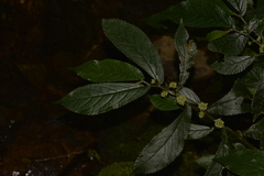 Elatostema reticulatum