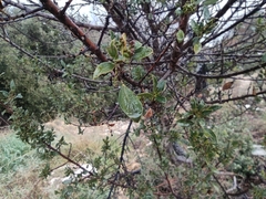 Rhamnus alaternus