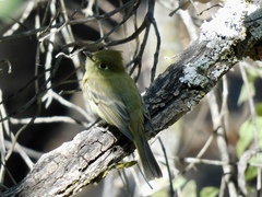 Empidonax occidentalis