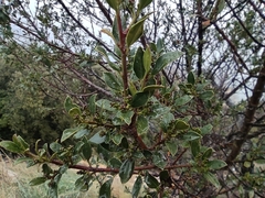 Rhamnus alaternus