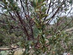 Rhamnus alaternus