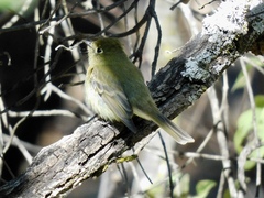 Empidonax occidentalis