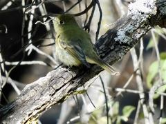 Empidonax occidentalis