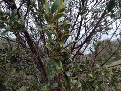 Rhamnus alaternus