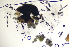 Splanchnonema ampullaceum