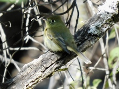Empidonax occidentalis