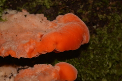 Aurantiporus pulcherrimus