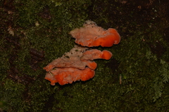 Aurantiporus pulcherrimus