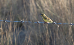 Emberiza sulphurata