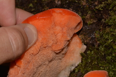 Aurantiporus pulcherrimus