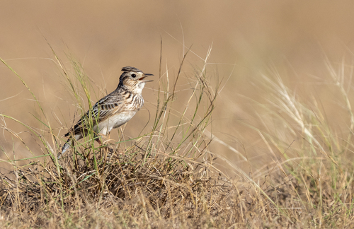 Oriental Skylark (Alauda gulgula), photo 3