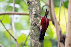 Chrysocolaptes haematribon