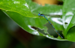 Risiocnemis