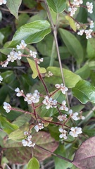 Persicaria chinensis