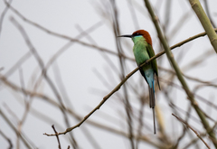 Merops americanus