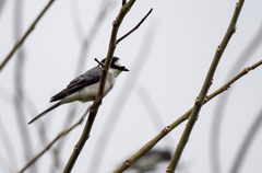 Pericrocotus divaricatus