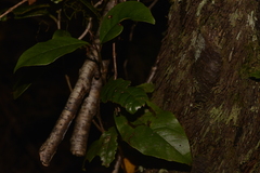 Quintinia verdonii