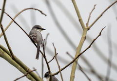 Pericrocotus divaricatus