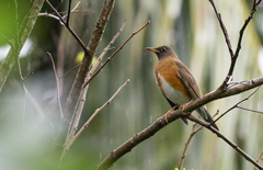 Turdus chrysolaus