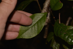 Quintinia verdonii